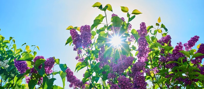 Sommerlicht im Garten des Schindelbruchs.