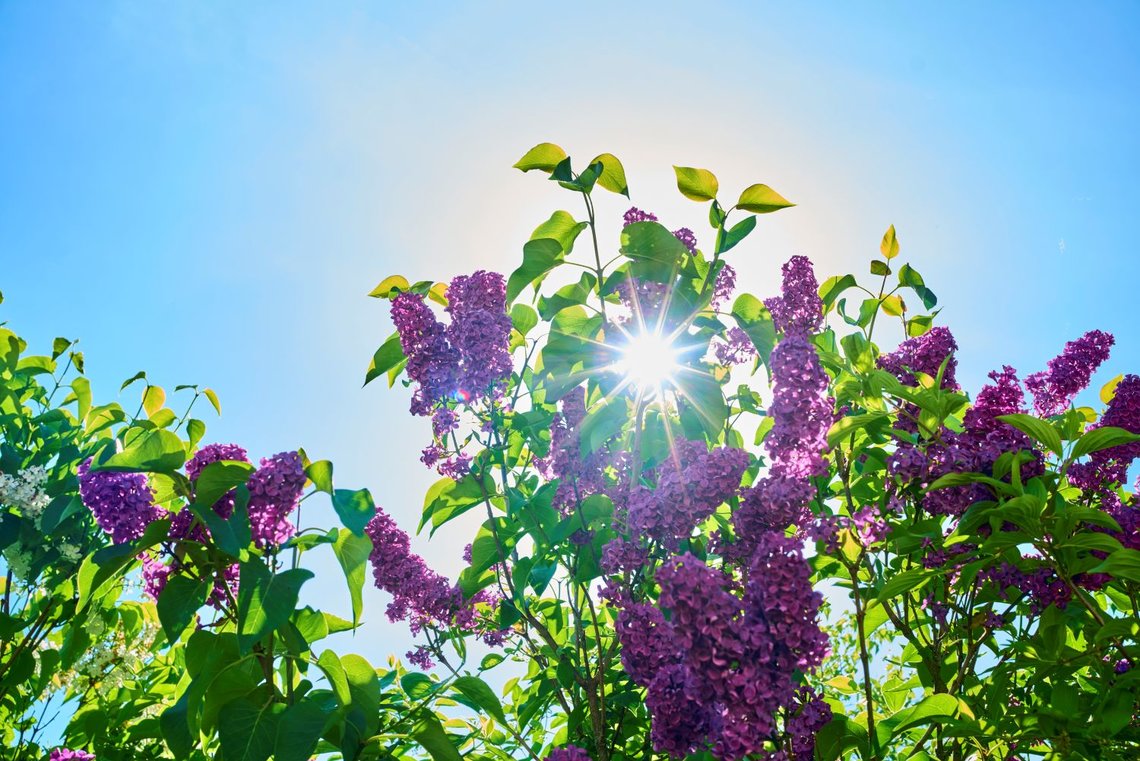 Sommerlicht im Garten des Schindelbruchs.