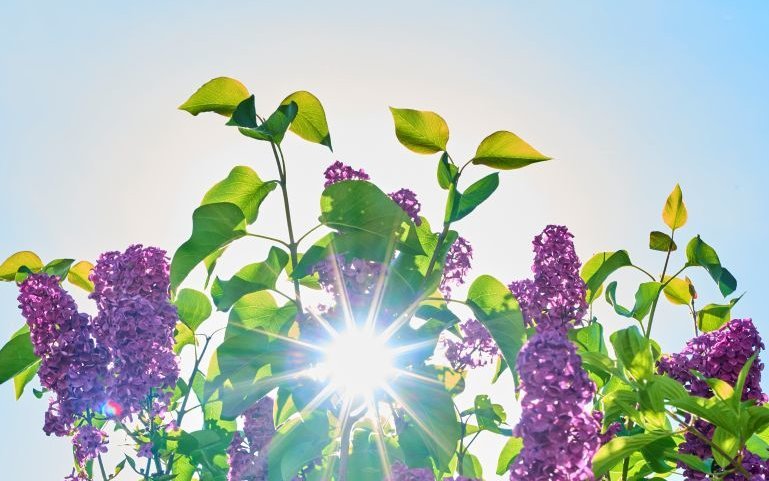 Sommerlicht im Garten des Schindelbruchs.