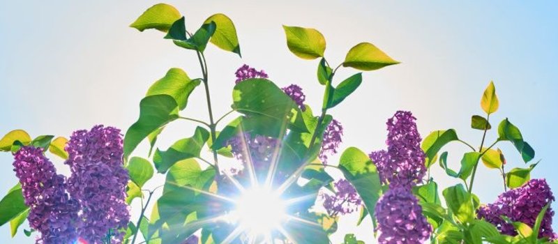 Sommerlicht im Garten des Schindelbruchs.