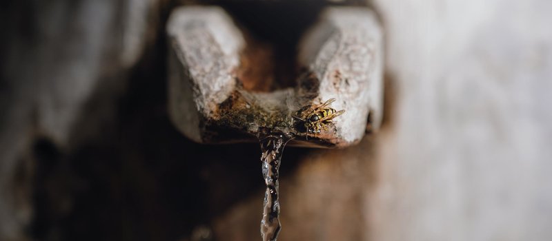 Detailaufnahme einer Wespe beim Trinken von Wasser welches aus einer Brunnenöffnung fließt
