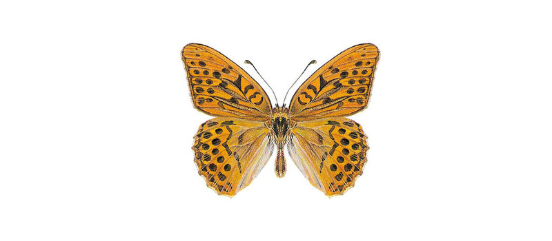 Abbildung des Kaisermantel Schmetterlings