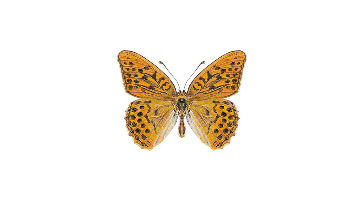 Abbildung des Kaisermantel Schmetterlings