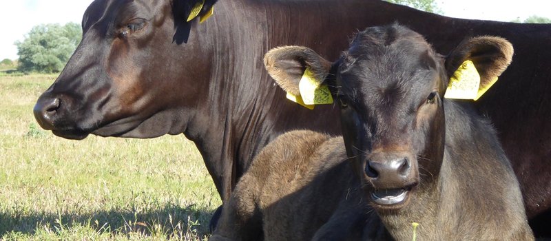 Detailaufnahme zweier dunkelbrauner Wagyu Rinder auf einer Weide