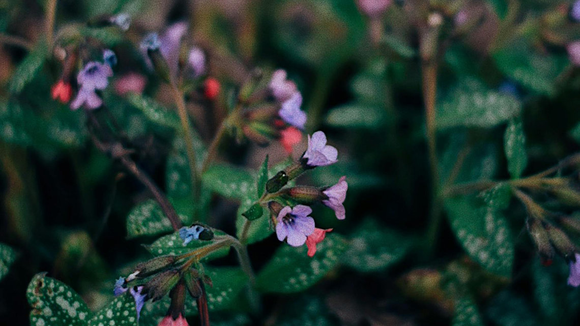 Nahaufnahme von Lungenkraut mit naturellem Hintergrund