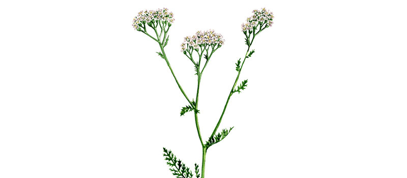 Abbildung der Wildblume Schafgarbe