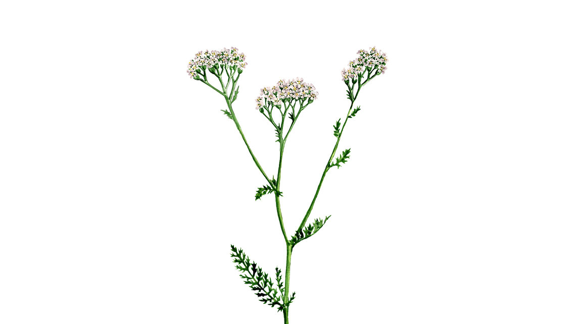 Abbildung der Wildblume Schafgarbe